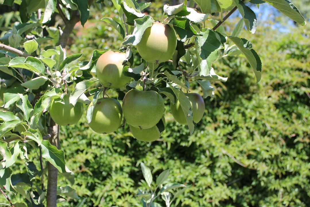 apples on our tree