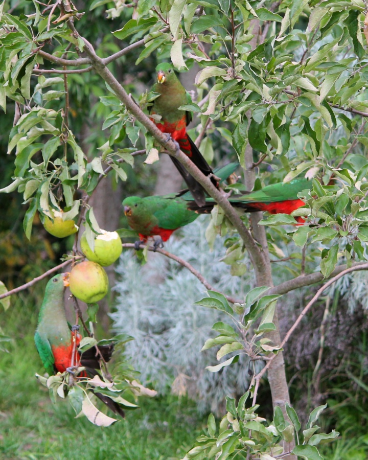 More King Parrots eatting our apples.
