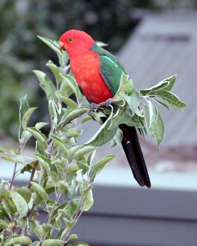 King Parrot in our Garden April 2014 - Our Highland Garden