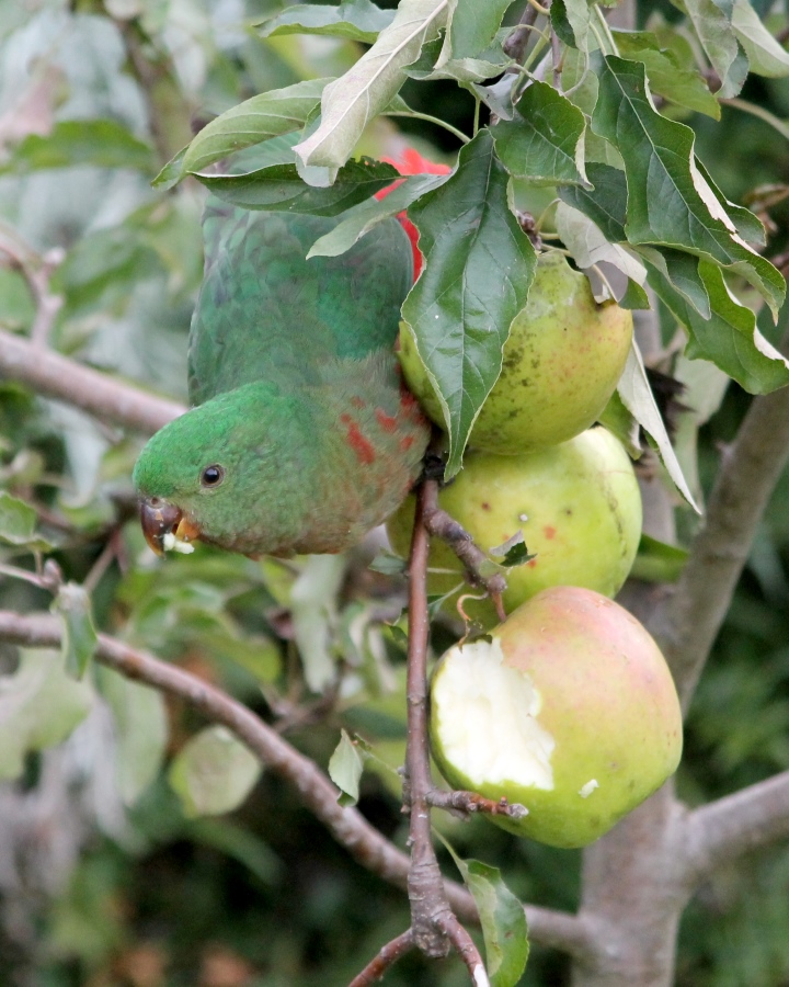 Our apples being eaten by a bird, around April of 2014.