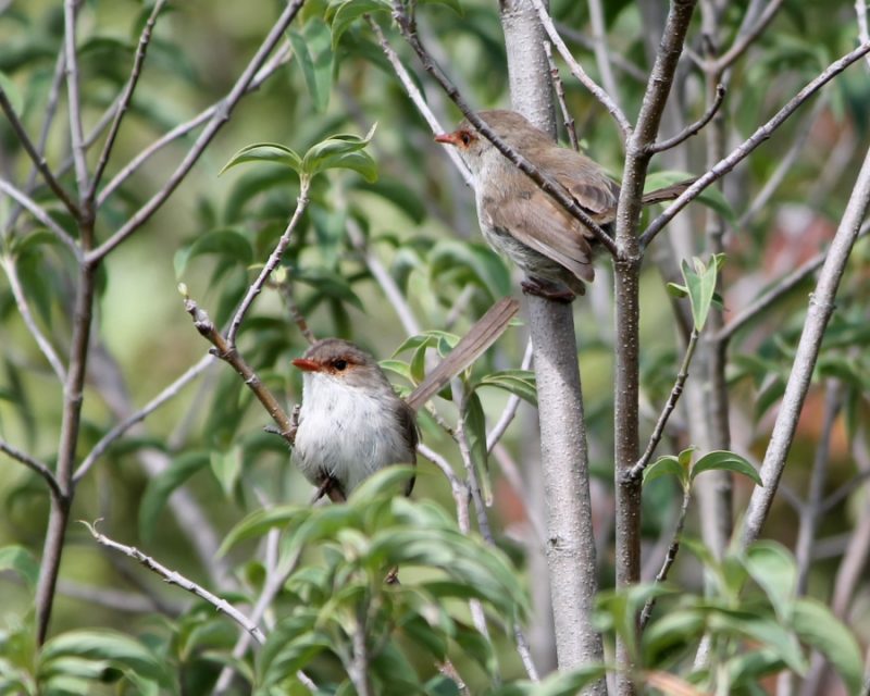 Female Superb Fairy-wrens - Our Highland Garden