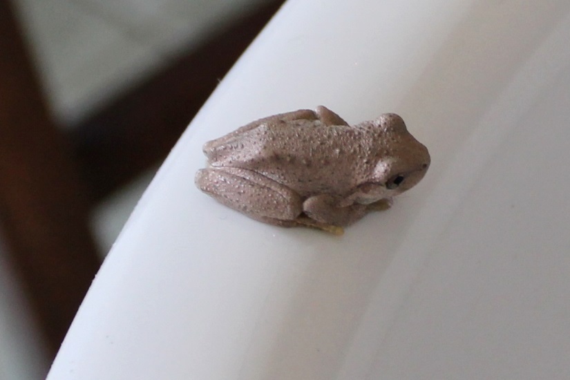 A baby frog sitting on our toilet rim.