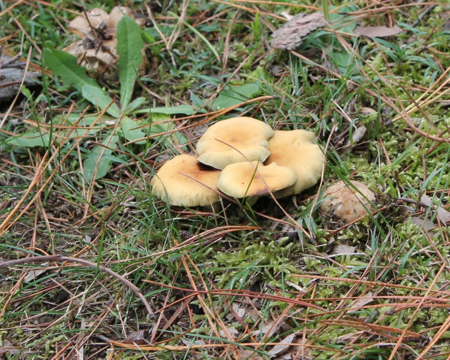 Mushrooms in our local area