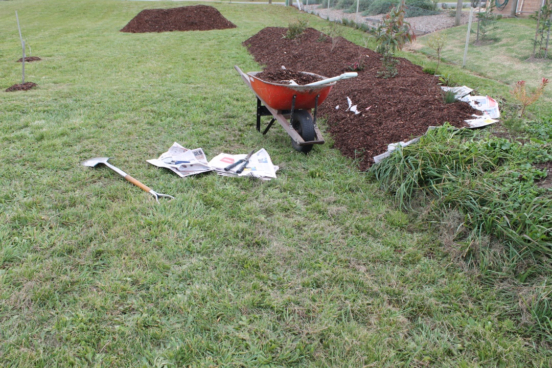 Mulching Our Strip of Australian Natives May 2014