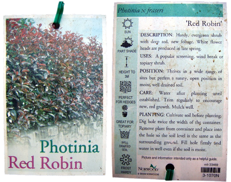 Red Robin Photinia Guidelines