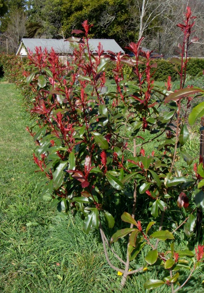 Red Robin Hedge