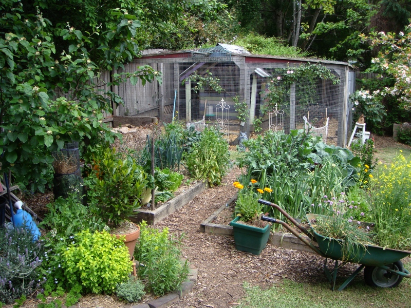 Veggie Garden Ideas