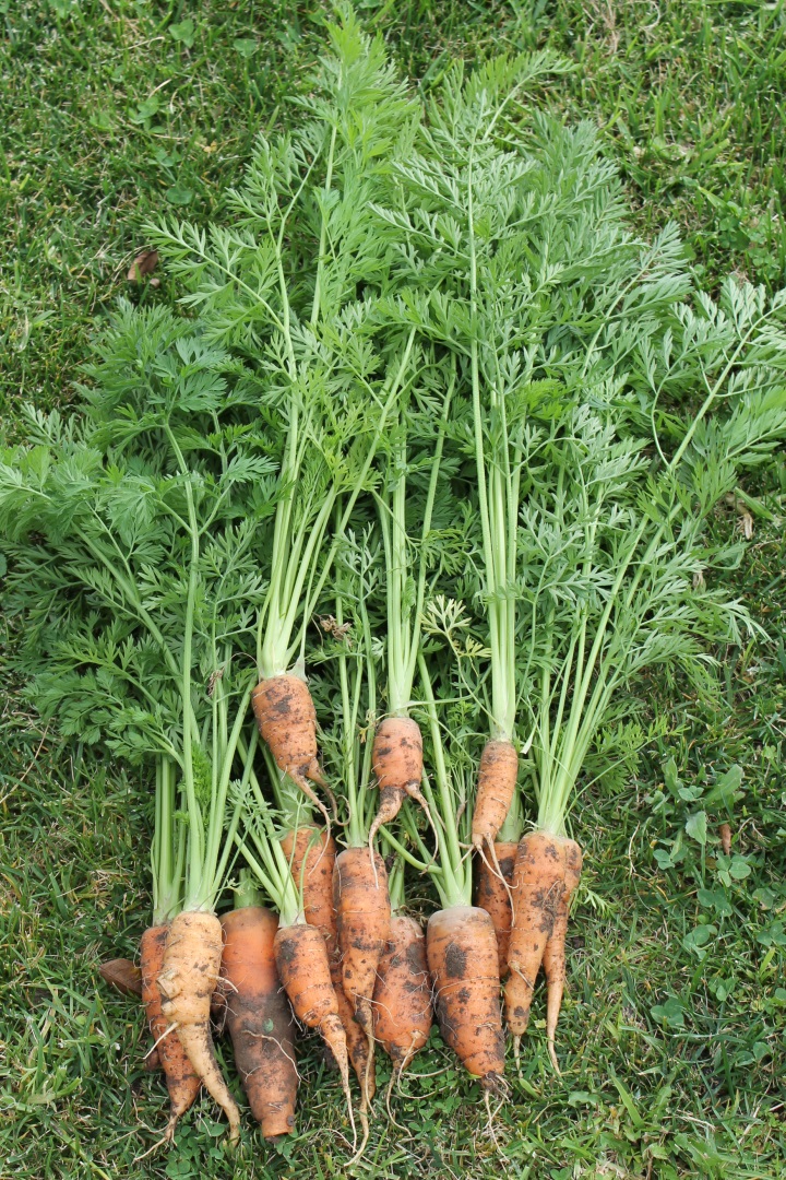 Carrots from our garden