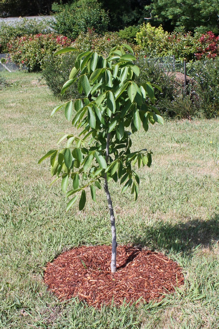 Our walnut tree.