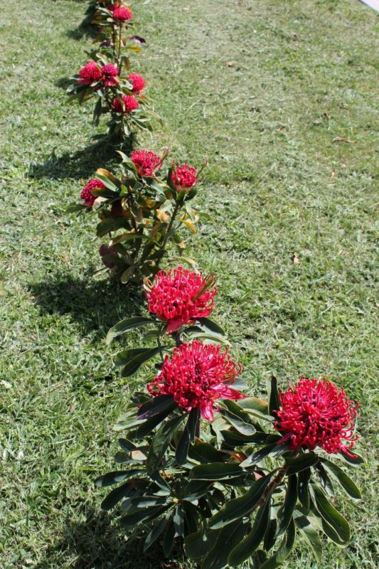 Growing Shady Lady Waratahs in Our Highland Garden