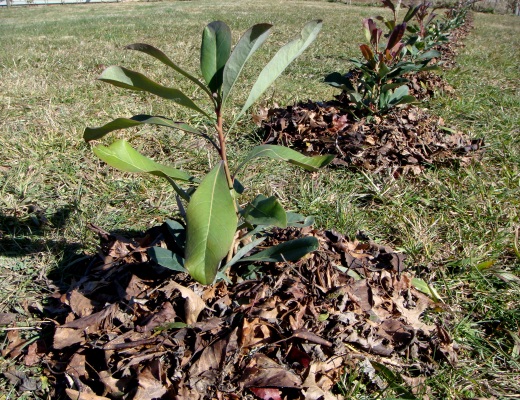 Young Waratah plants