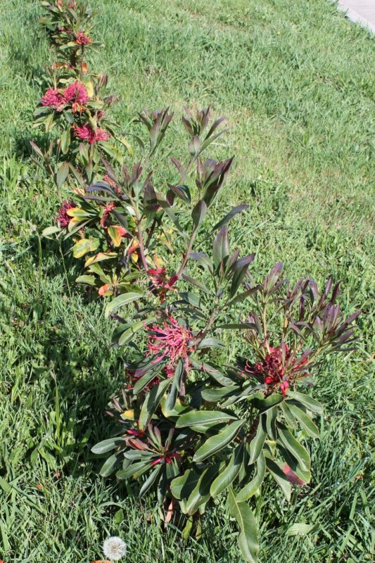 Growing Shady Lady Waratahs in Our Highland Garden