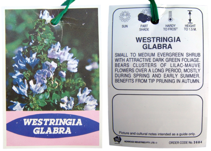 Westringia Nursery Guidelines